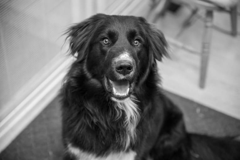 Simon, a Great Pyrenees and Labrador Retriever mix tested with EmbarkVet.com