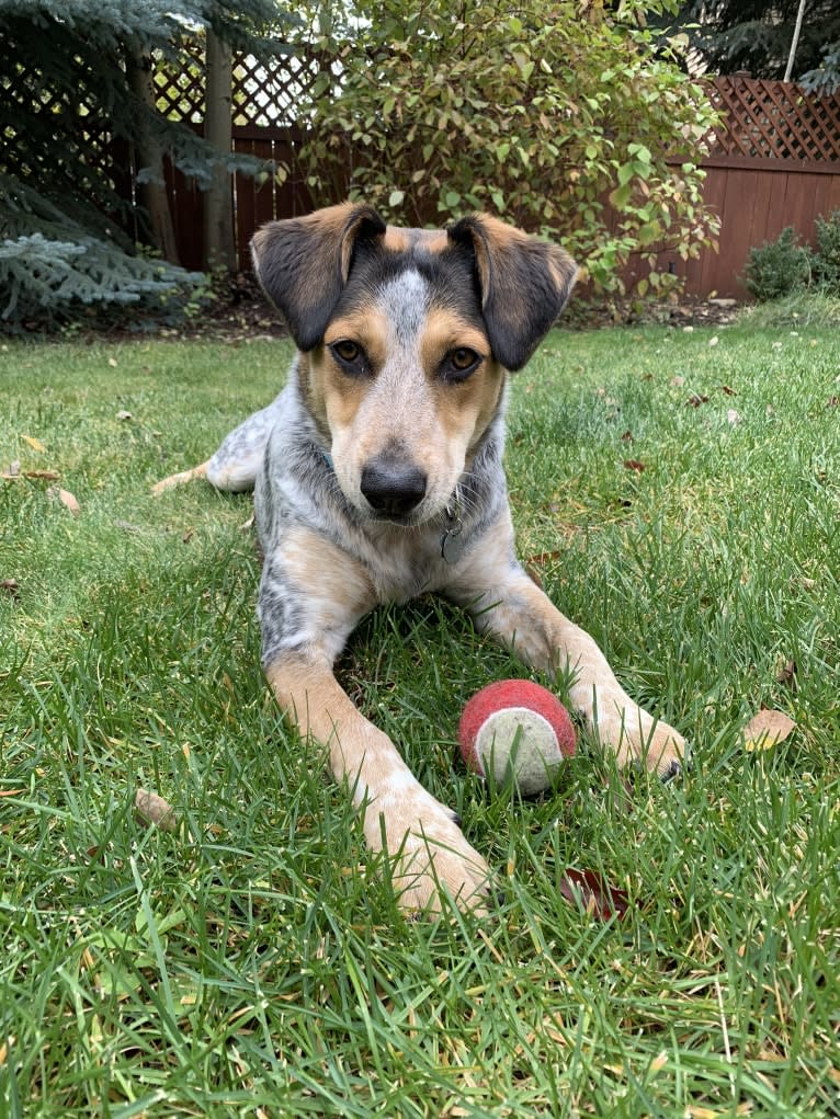 Scout, an Australian Cattle Dog and Chow Chow mix tested with EmbarkVet.com