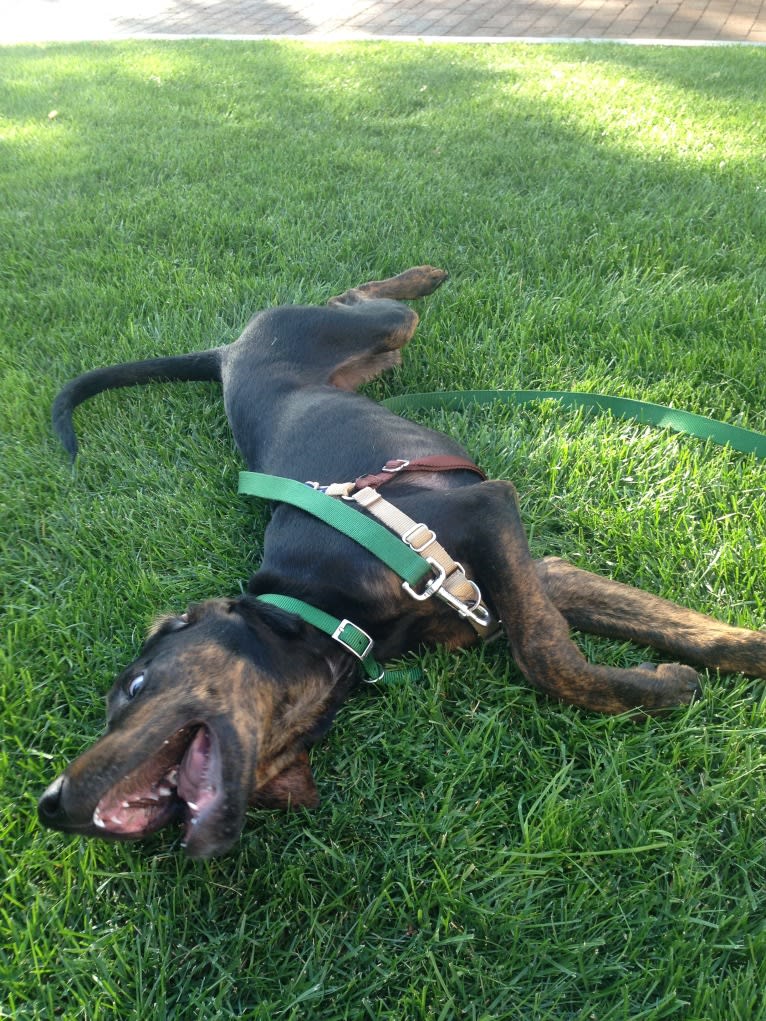 Remington, a Treeing Walker Coonhound and American Pit Bull Terrier mix tested with EmbarkVet.com