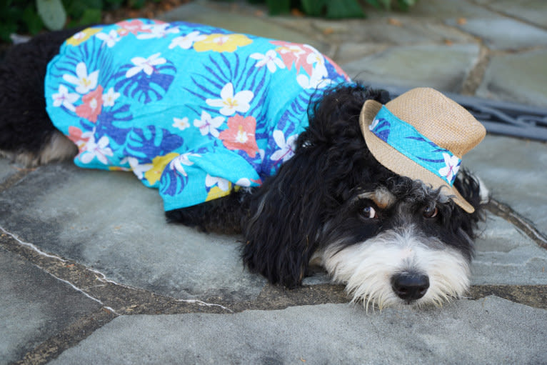 Drake, a Bernese Mountain Dog and Poodle (Small) mix tested with EmbarkVet.com