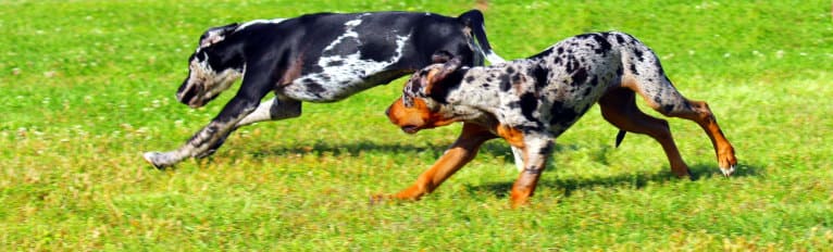 Delphine, a Catahoula Leopard Dog tested with EmbarkVet.com