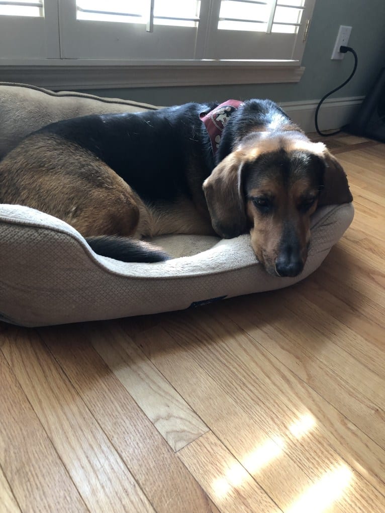 Ulysses, a Basset Hound and Labrador Retriever mix tested with EmbarkVet.com