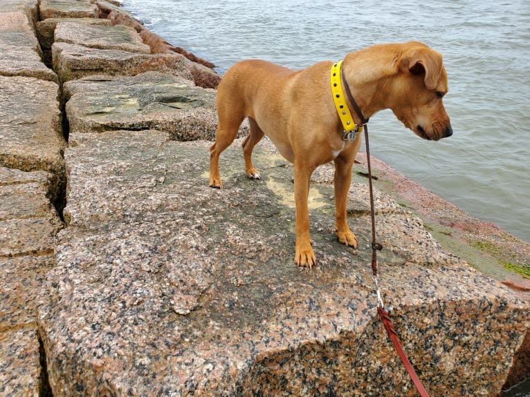 Malakai, an American Pit Bull Terrier and Chow Chow mix tested with EmbarkVet.com