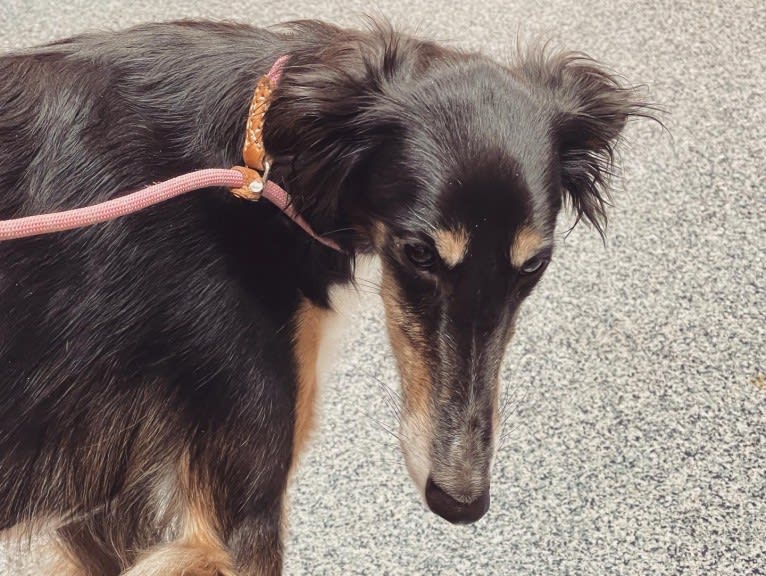 Raven, a Silken Windhound tested with EmbarkVet.com