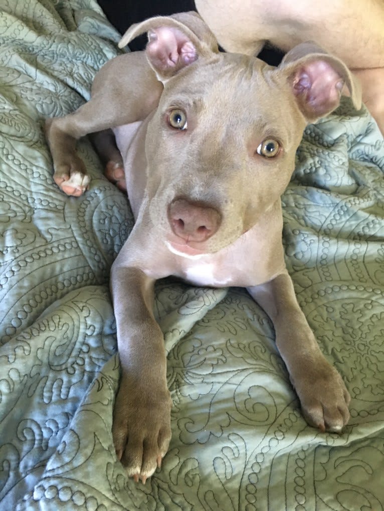 Mira, an American Pit Bull Terrier and American Bulldog mix tested with EmbarkVet.com