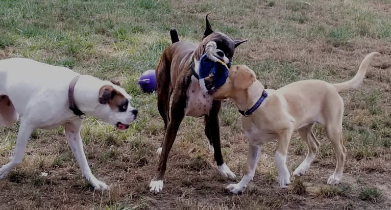 Bodie, a Boxer tested with EmbarkVet.com