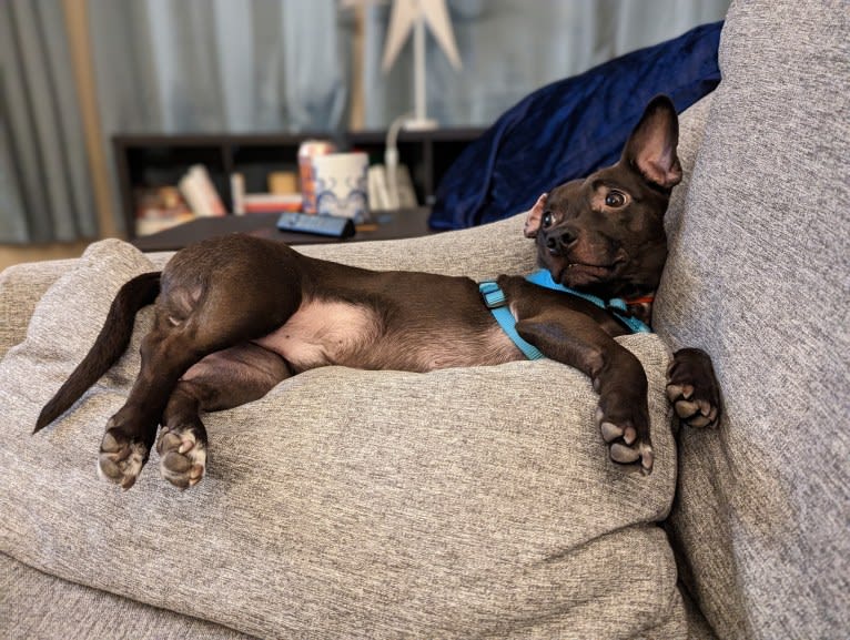 Cosmo, a Chihuahua and American Pit Bull Terrier mix tested with EmbarkVet.com