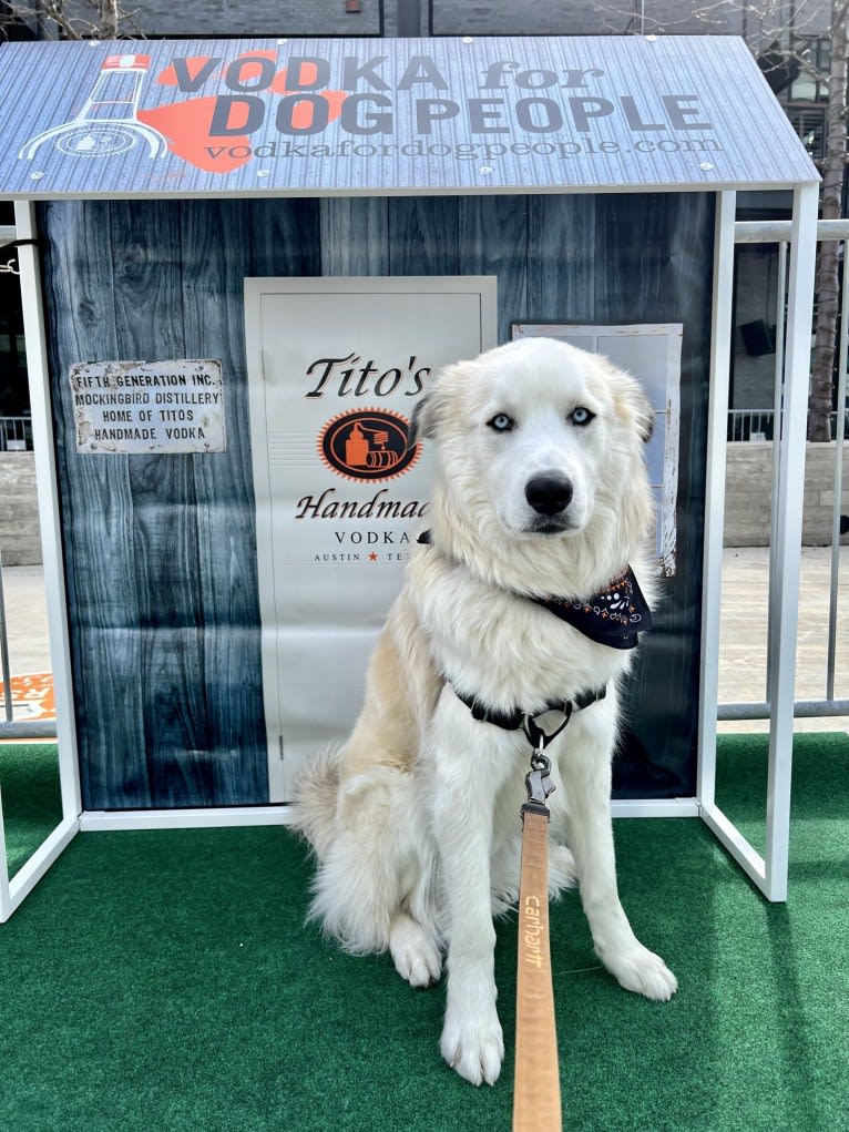 Tucker, a Great Pyrenees and Siberian Husky mix tested with EmbarkVet.com