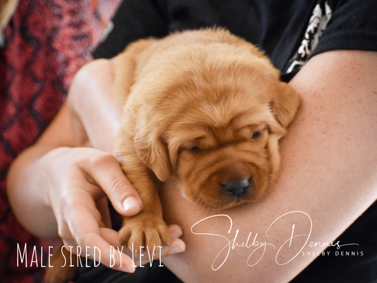 Levi, a Labrador Retriever tested with EmbarkVet.com