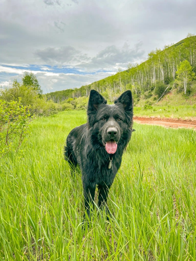 Valor Vom Hof Grebe, a German Shepherd Dog tested with EmbarkVet.com