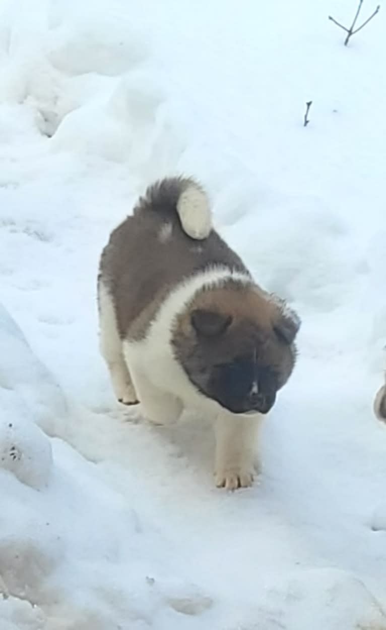 Geena, an Akita tested with EmbarkVet.com