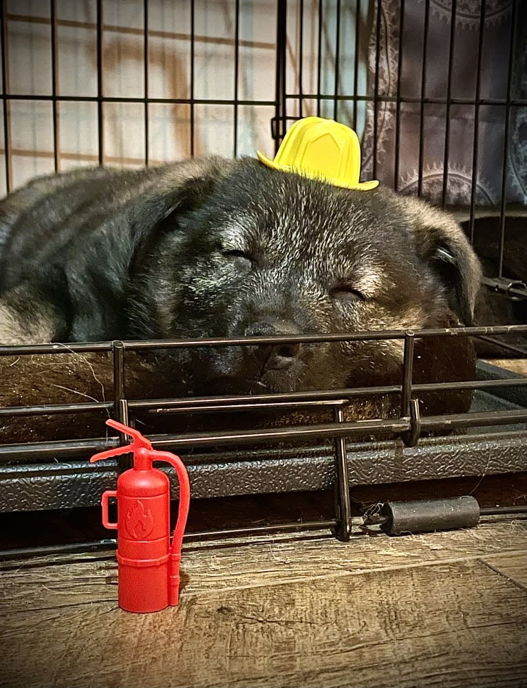 Brutus, a Norwegian Elkhound tested with EmbarkVet.com