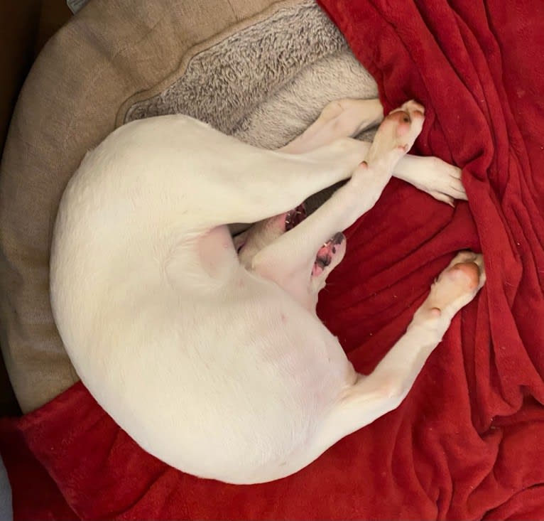 Tao-Tao, a Dogo Argentino tested with EmbarkVet.com