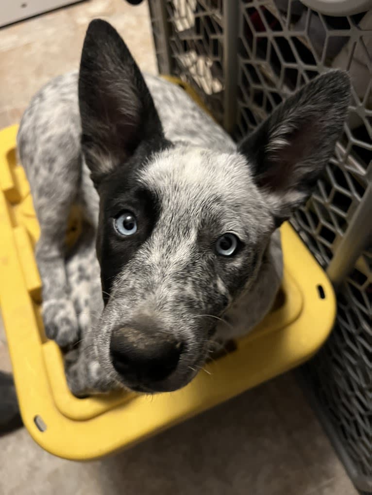 Monster X, an Australian Cattle Dog tested with EmbarkVet.com