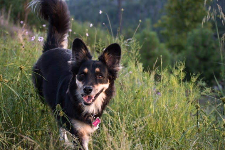 Luna, an Australian Cattle Dog and Chow Chow mix tested with EmbarkVet.com