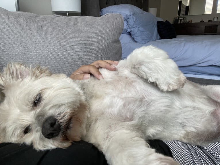 Mr. Simi, an American Eskimo Dog and Poodle (Small) mix tested with EmbarkVet.com