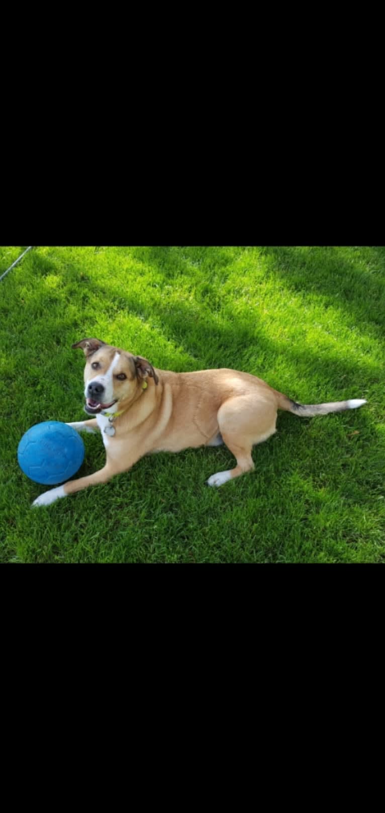 Chopper, a Bulldog and Border Collie mix tested with EmbarkVet.com