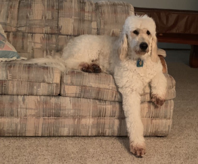 Sammy, a Goldendoodle tested with EmbarkVet.com