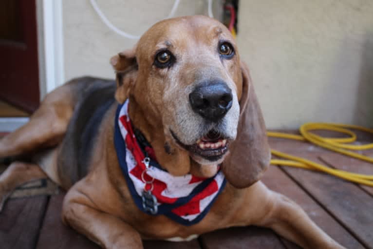 Old Boi, a Treeing Walker Coonhound tested with EmbarkVet.com