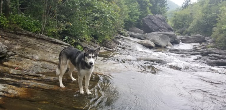 Teko, a Siberian Husky tested with EmbarkVet.com