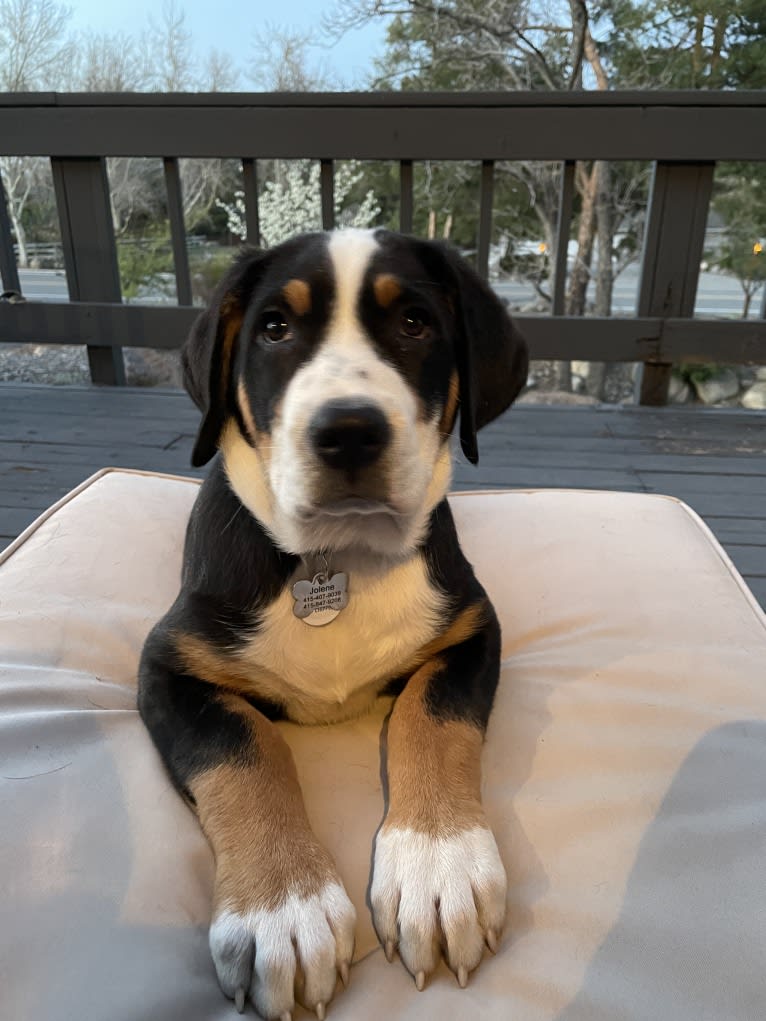 Jojo, a Greater Swiss Mountain Dog tested with EmbarkVet.com