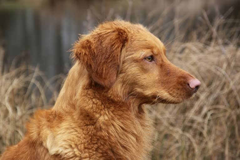 Heidi, a Nova Scotia Duck Tolling Retriever tested with EmbarkVet.com