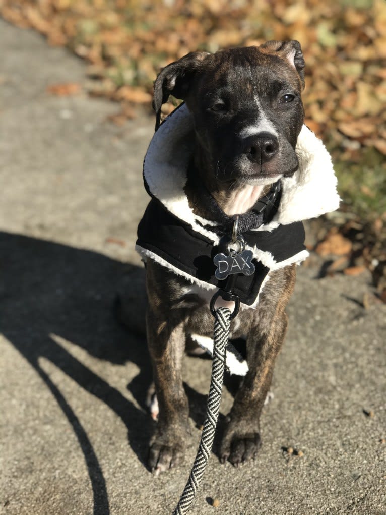 Dax, an American Pit Bull Terrier and Boxer mix tested with EmbarkVet.com