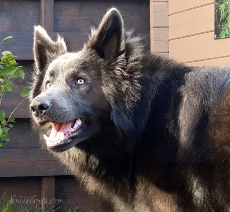 VERGIL, a German Shepherd Dog tested with EmbarkVet.com