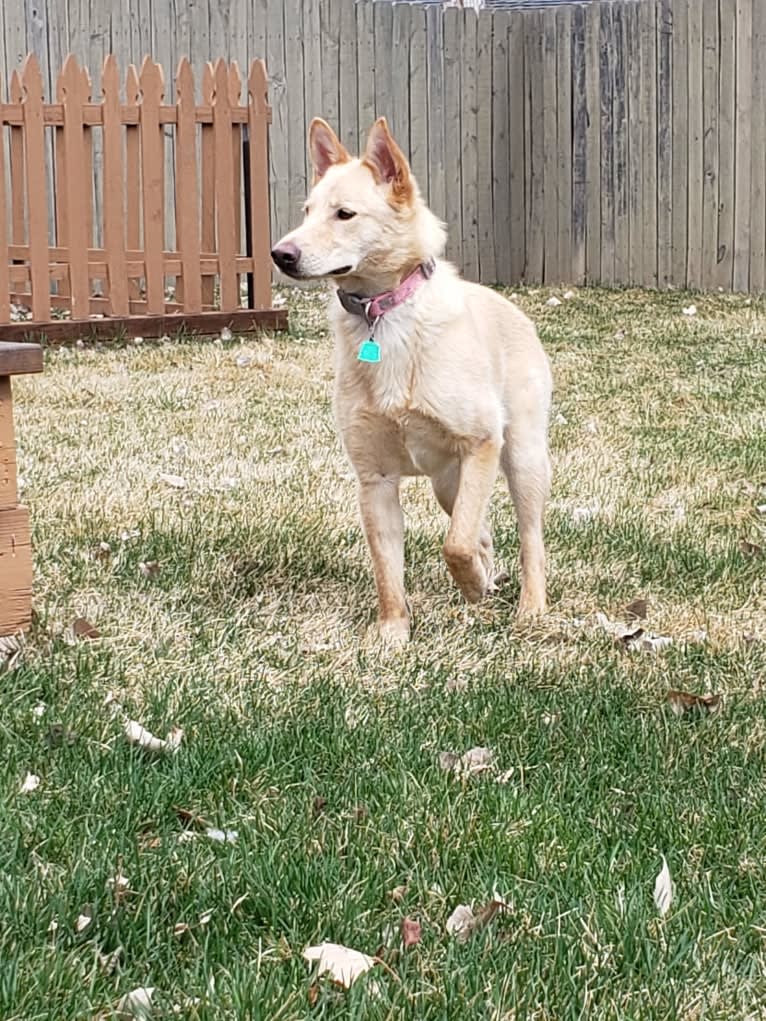 Rhea, a German Shepherd Dog and Australian Shepherd mix tested with EmbarkVet.com