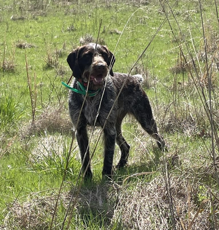 Sage, a German Wirehaired Pointer tested with EmbarkVet.com