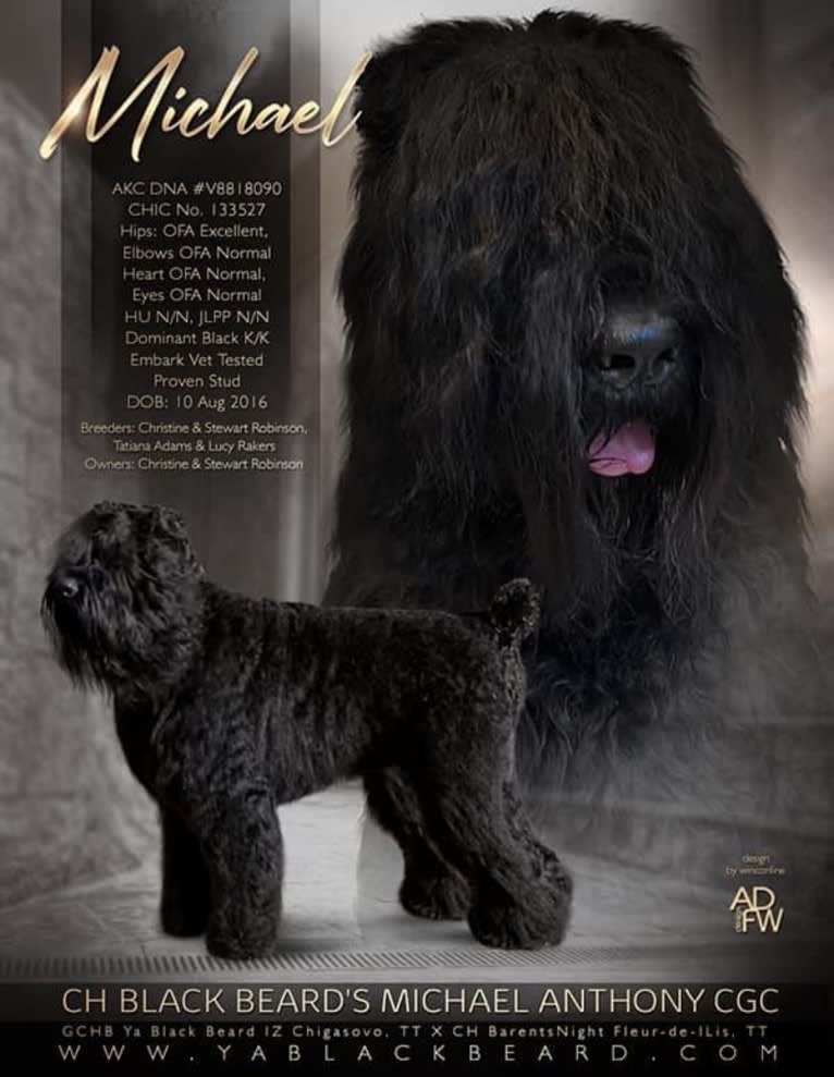 Michael, a Black Russian Terrier tested with EmbarkVet.com
