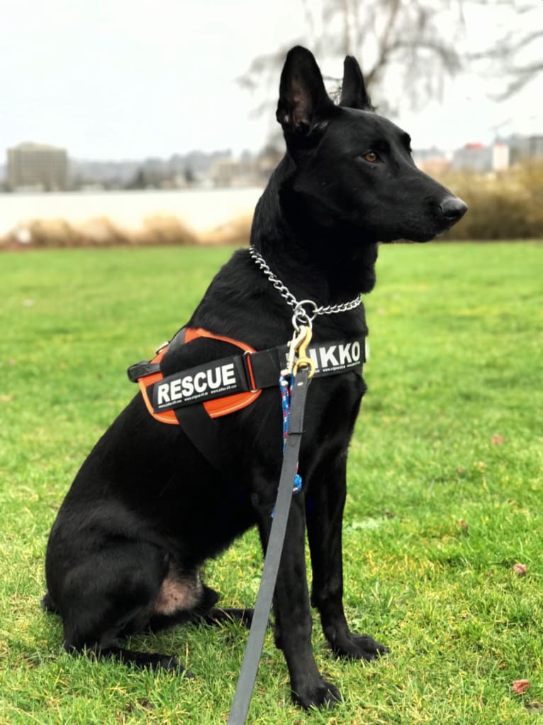 Nikko, a Belgian Shepherd tested with EmbarkVet.com