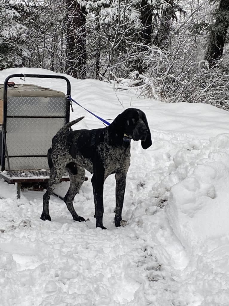 Brandy, a Bluetick Coonhound tested with EmbarkVet.com