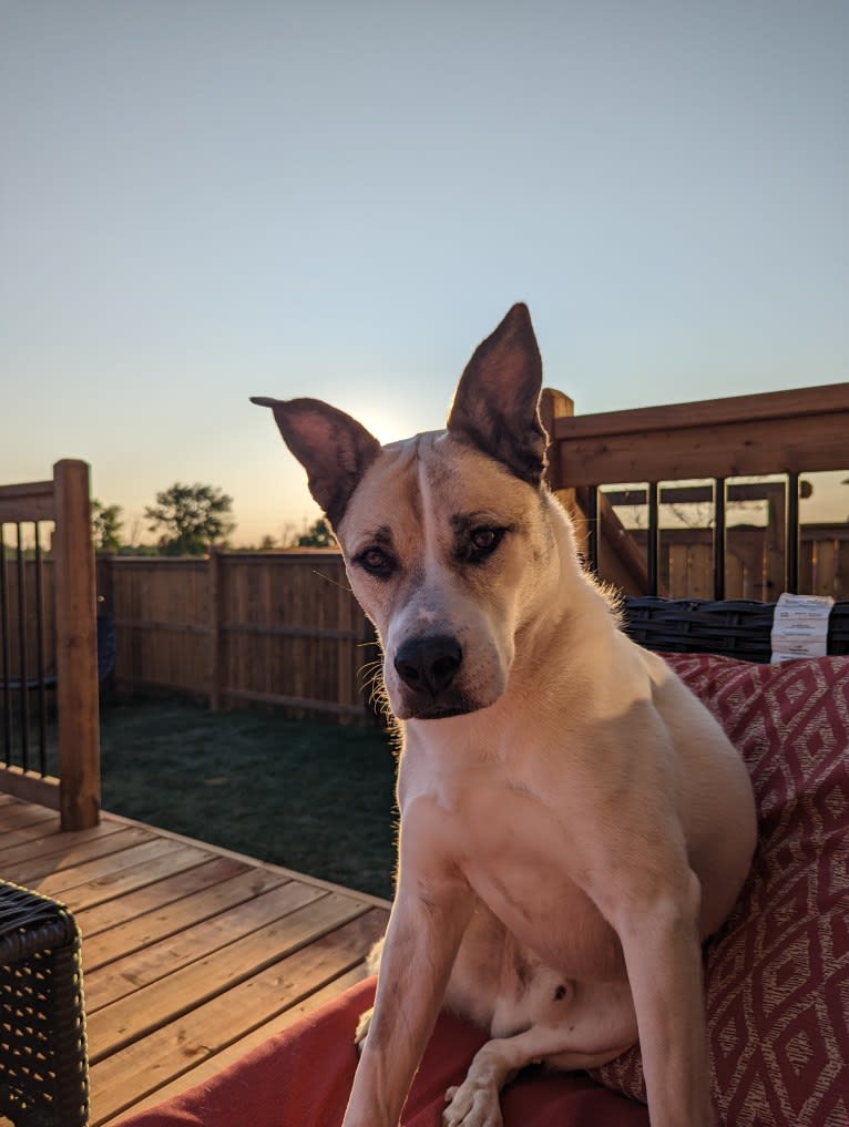 Mac, an American Pit Bull Terrier and Siberian Husky mix tested with EmbarkVet.com