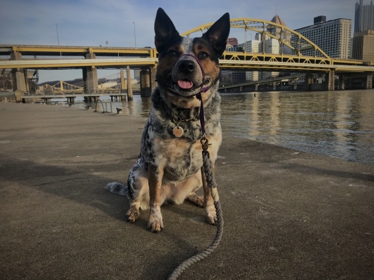 April, an Australian Cattle Dog and Border Collie mix tested with EmbarkVet.com