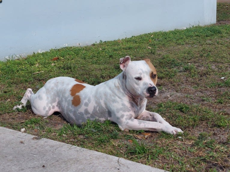 Maxwell, an American Pit Bull Terrier tested with EmbarkVet.com