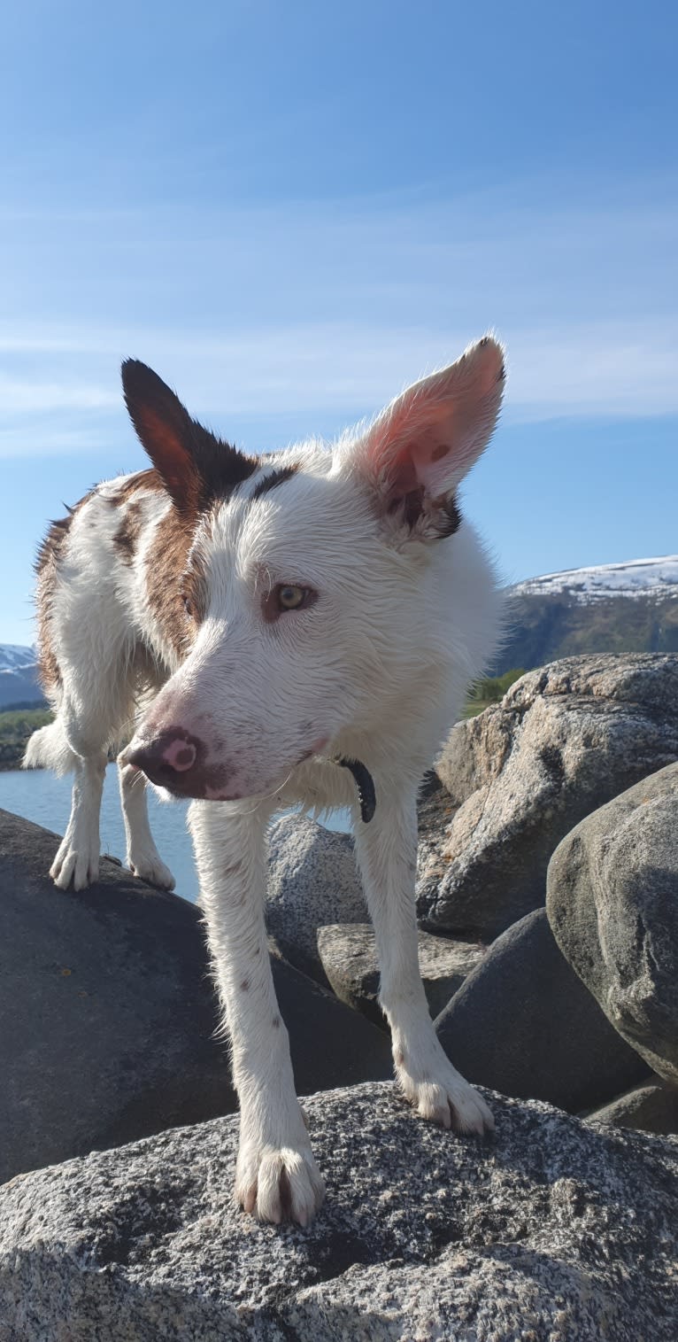 Myles, a Border Collie tested with EmbarkVet.com