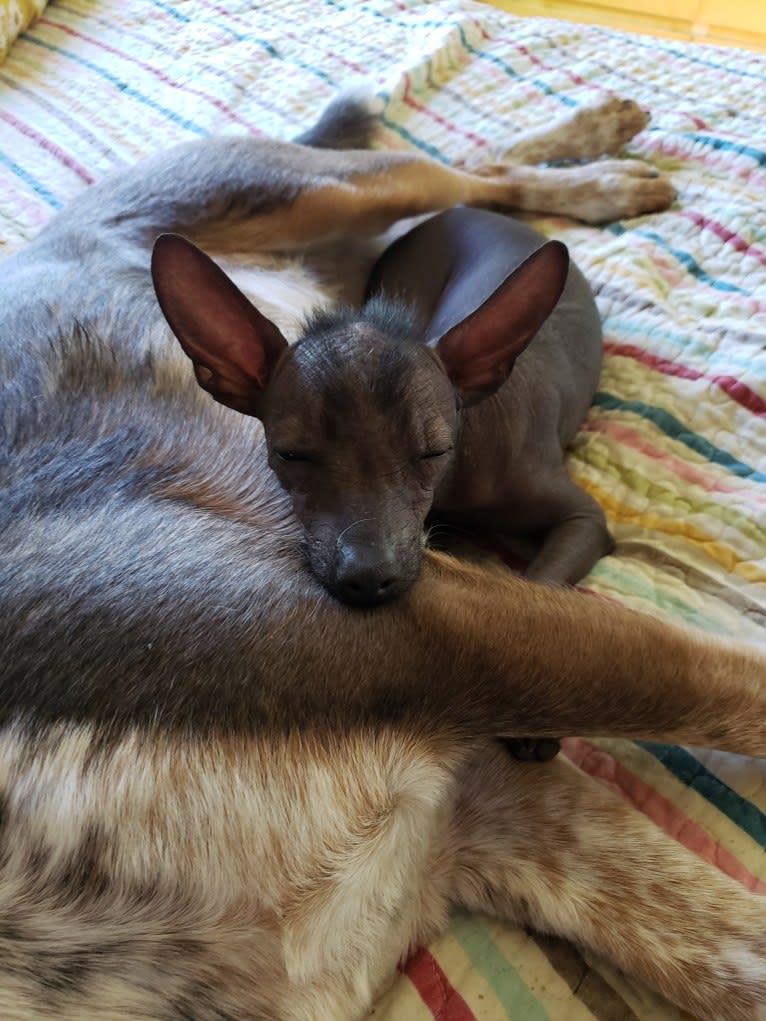 Freyja Oro Bello, a Xoloitzcuintli tested with EmbarkVet.com