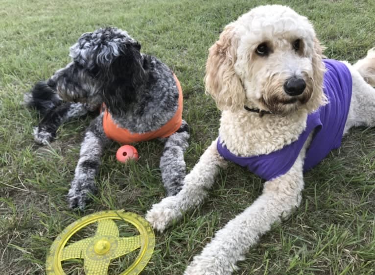 Maggie Mae, a Goldendoodle tested with EmbarkVet.com