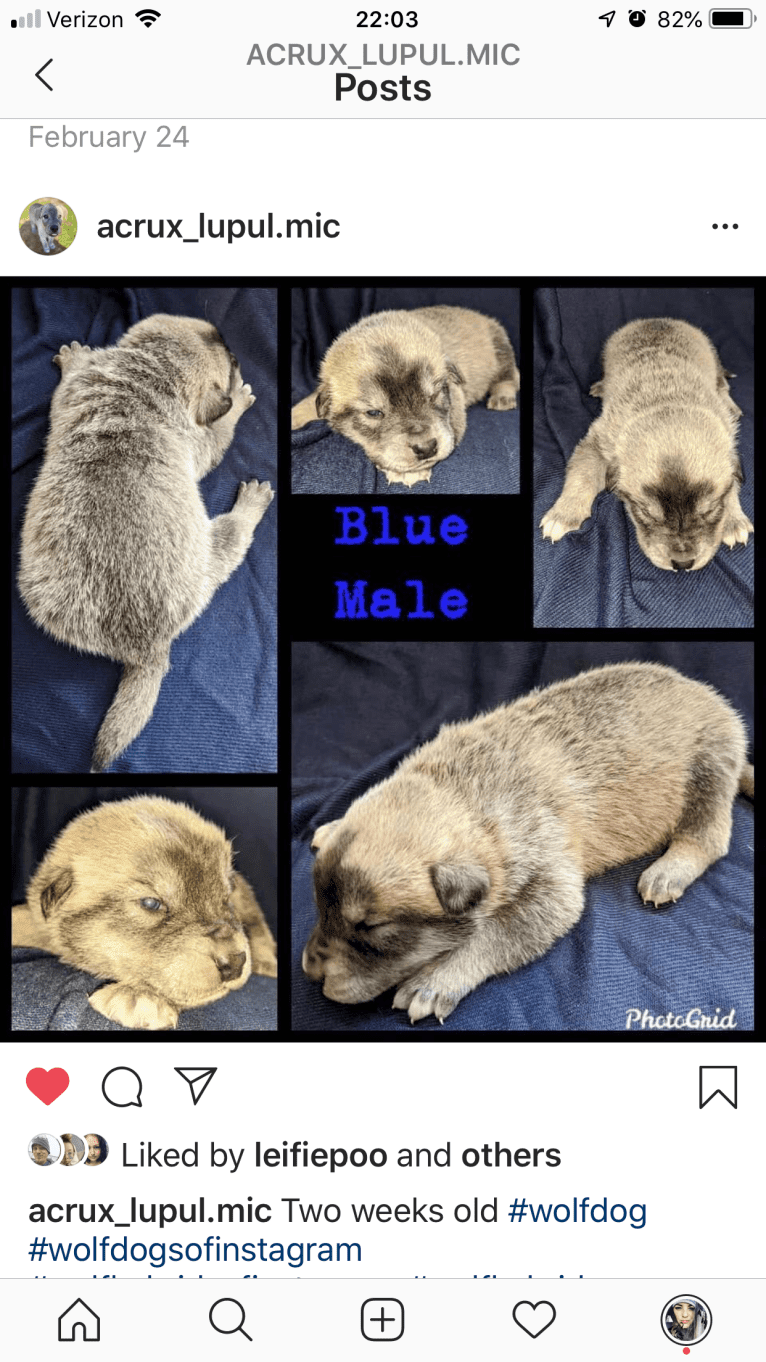 Acrux a dog tested with EmbarkVet.com