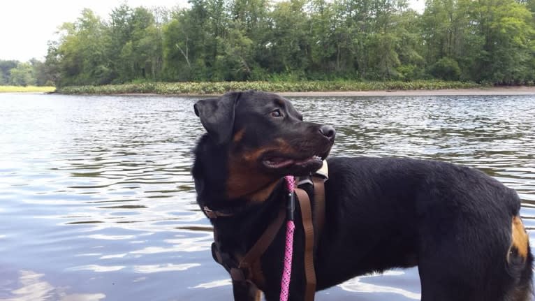 Ripley, a Rottweiler tested with EmbarkVet.com