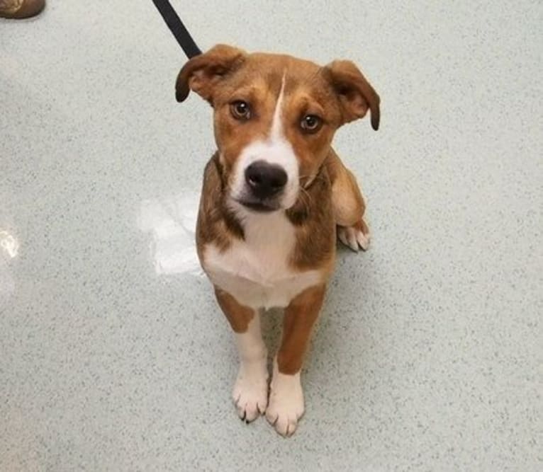 Goblin, an Australian Shepherd and American Bully mix tested with EmbarkVet.com