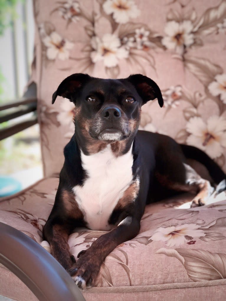 Jax, a Rat Terrier and Boston Terrier mix tested with EmbarkVet.com
