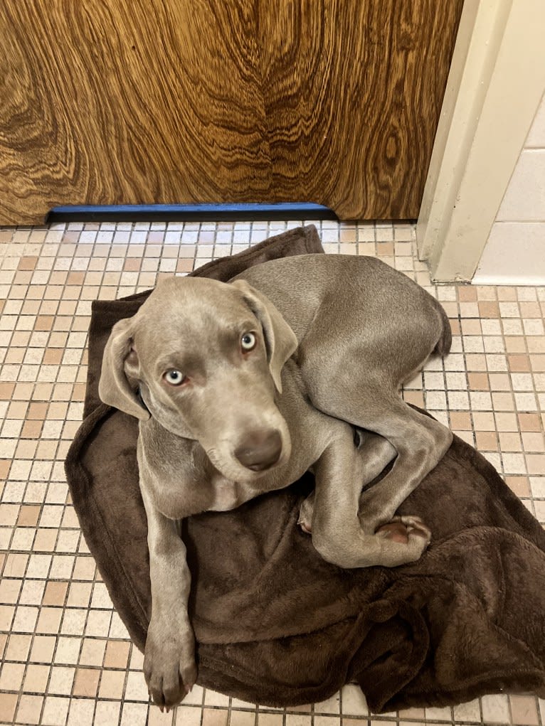 Apollo, a Weimaraner tested with EmbarkVet.com