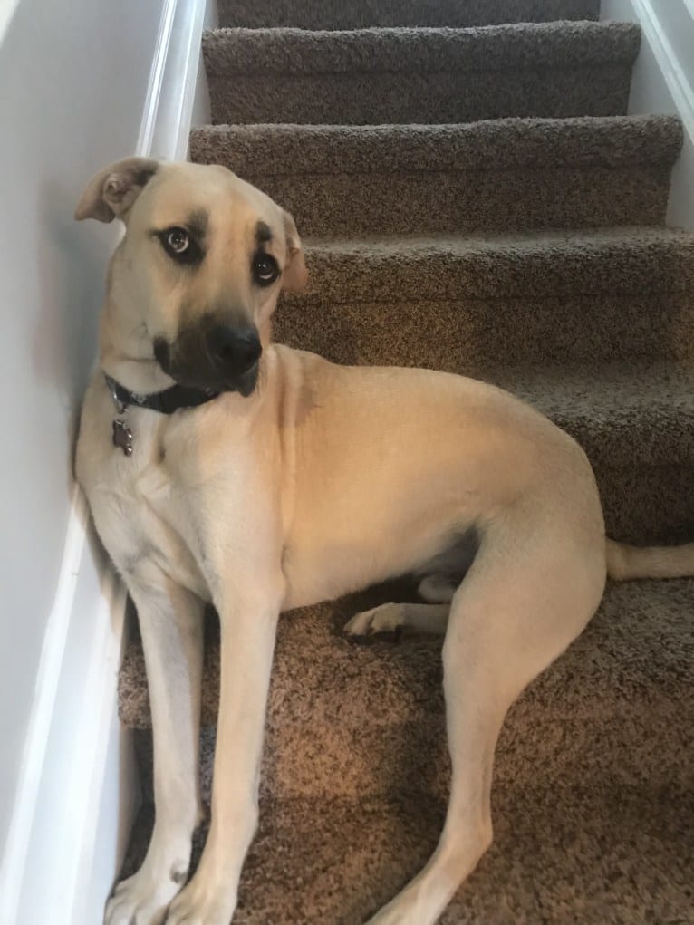 Winston, an American Pit Bull Terrier and Siberian Husky mix tested with EmbarkVet.com