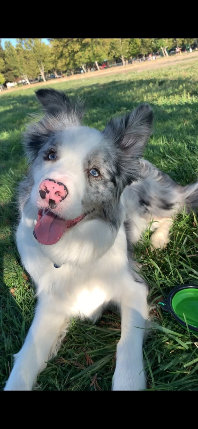 Ace, a Border Collie tested with EmbarkVet.com