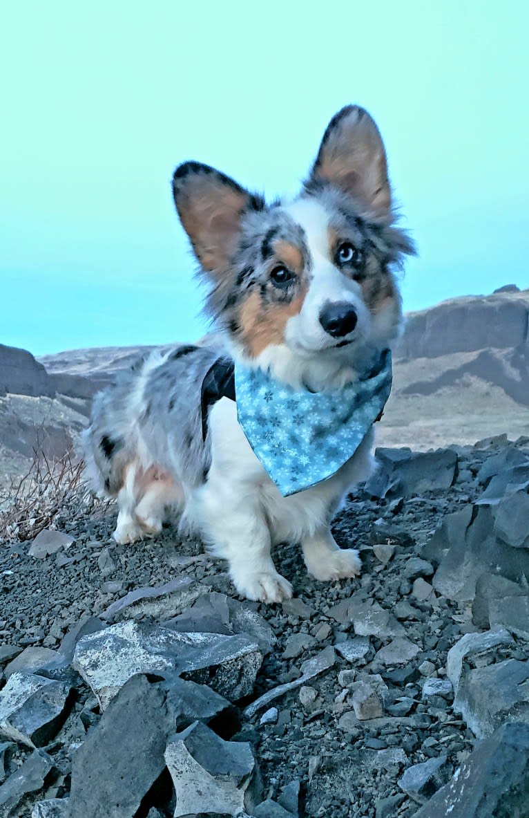 Lady Merle, a Cardigan Welsh Corgi and Pembroke Welsh Corgi mix tested with EmbarkVet.com