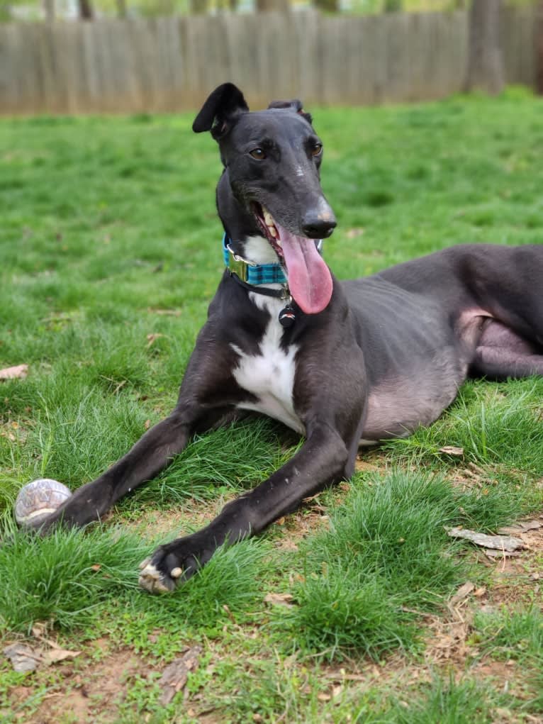 Birch, a Greyhound tested with EmbarkVet.com