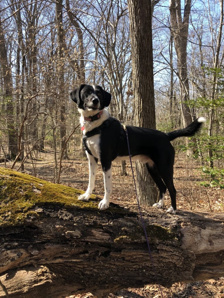 Alfie, an American Foxhound and Labrador Retriever mix tested with EmbarkVet.com