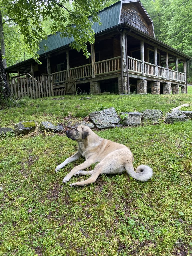 Princess, an Anatolian Shepherd Dog tested with EmbarkVet.com